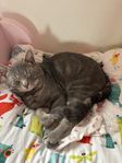 katt
