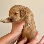 labradoodle valpar medium/standard multigeneration
