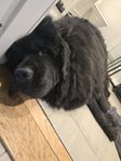 Newfoundland 
