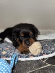 Rottweiler valpar 