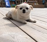 Chihuaua Tik omplaceras pga allergi