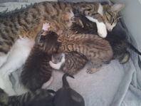 Kattungar