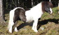 Super snäll shetlandsponny