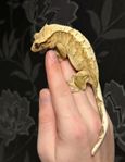 0.1 Ögonfransgecko
