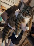 UPPHITTAD Katt (Leo)