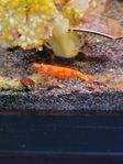 osorterade neocaridina sunburst