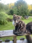 Blandras kattungar 