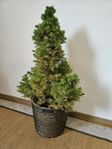 Idegran med Stjernsund korg 85cm hög