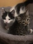 kattungar 
