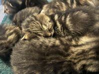 Kattungar