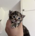 Kattungar