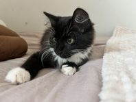 otroligt söt långhårig kattunge 