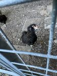 Araucana rumplös