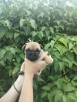 Fransk bulldog valpar