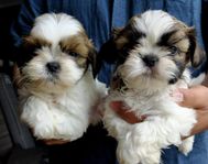 shih-tzu valpar 