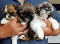 Shih-Tzu valpar