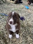 Border Collie valp