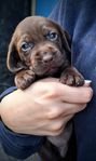 SPRITZSLA (Vizsla x springer spaniel)