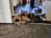 Tysk spets / Mittelspitz valp 