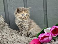 Långhåriga kattungar 