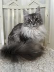 Maine Coon med stamtavla 