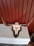 Två monterade älghorn och omonteraderade rådjurs och älg