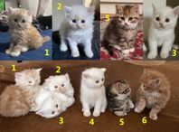 Perserblandade kattungar