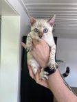 bengal kattunge