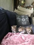 kattungar 
