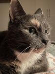 Omplacering katt