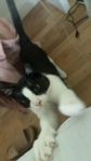 katt/kattunge - Batman