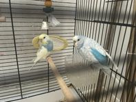 detta är Bluey och Sunshine 