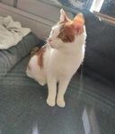 Ung katt 