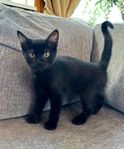Kattungar säljes