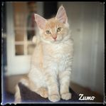 Leveransklar Maine coon
