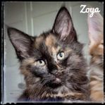 Leveransklar Maine coon