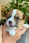Jack Russell terrier