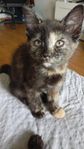 kattunge