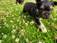 Långhåriga franska bulldog valpar – fluffy