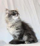 Leveransklara Brittisk långhår/Ragdoll 