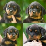Rottweiler valpar med stamtavla 7v