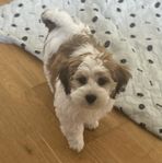 BICHON HAVANAIS VALPAR. 