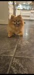 Omplacering renrasig pomeranian på snart 6år
