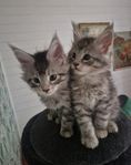 Maine coon kattunge med stamtavla i Sverak