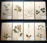 Vackra vintage växter för väggen - herbarium - industri  