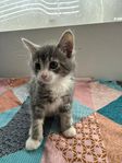 kattunge 
