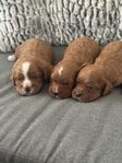 Cavapoo 