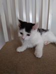 kattunge
