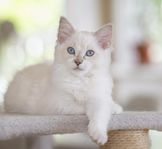 Ragdoll, kattungar