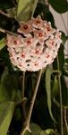 Hoya carnosa PINK - Rosa blommor!